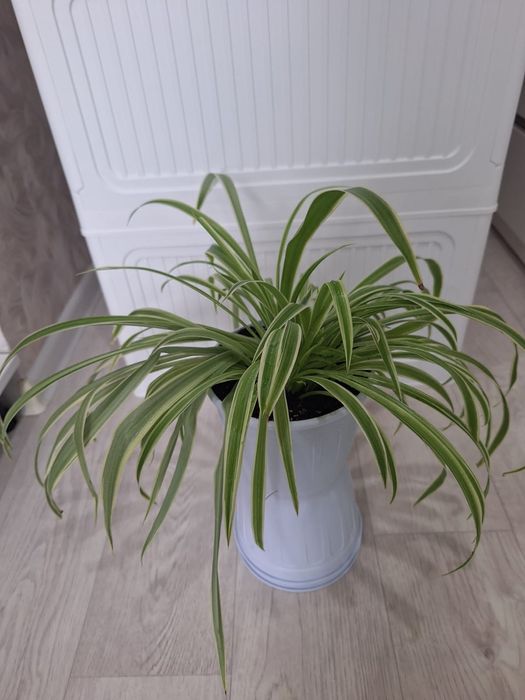 Продам Хлорофитум Хохлатый