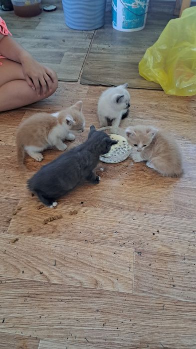 Замурчательные мышеловки в добрые ручки