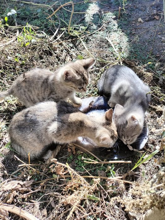 Котята - даром .