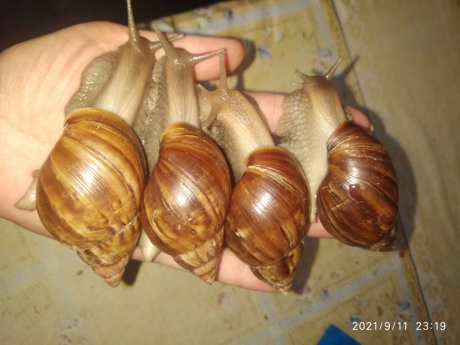 Улитки ахатина африканские