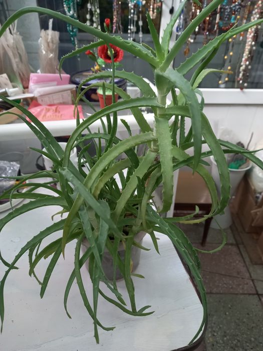 Алоэ древовидное, растение, цветы