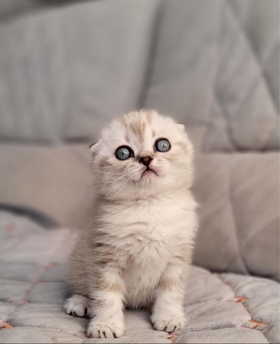 шотландские малыши