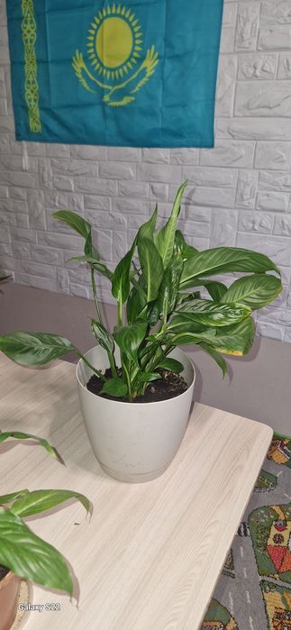 Срочно срочно продам Дёшево СРОЧНО СРОЧ