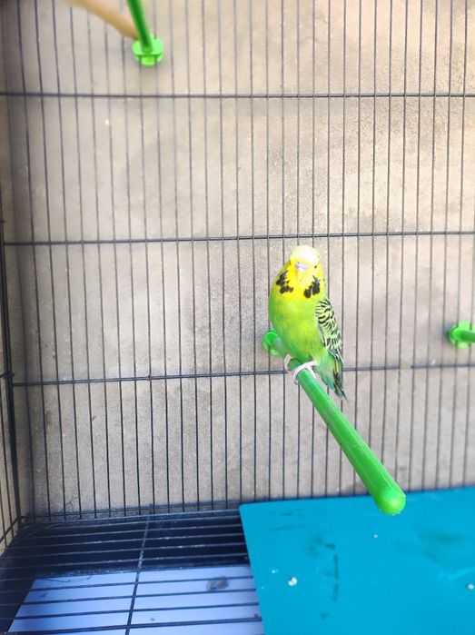 Говорящий попугай