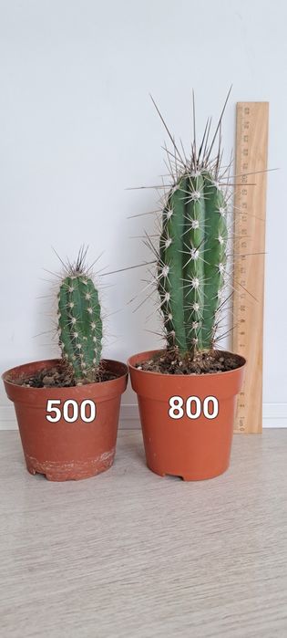 Распродажа кактусов(недорого)