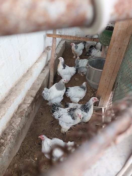 Куры. Яйца светлой брамы