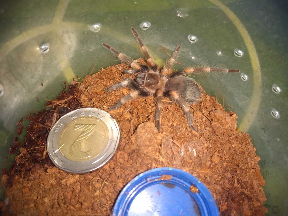Тарантла tarantula