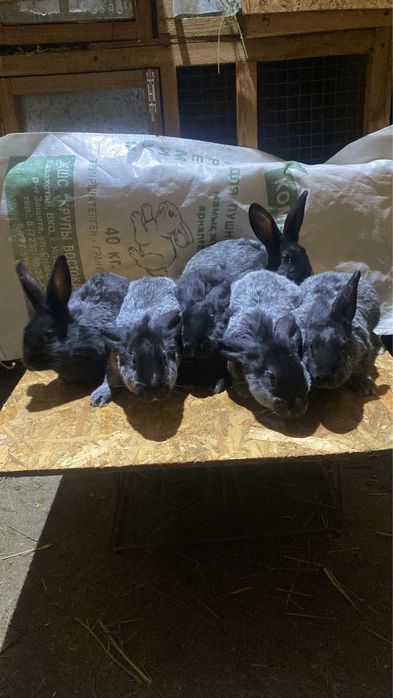Продам кроликов