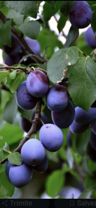 Cais Nuci Chandler Prun Mar Par Visin Kaki Rodiu Aronia > RO