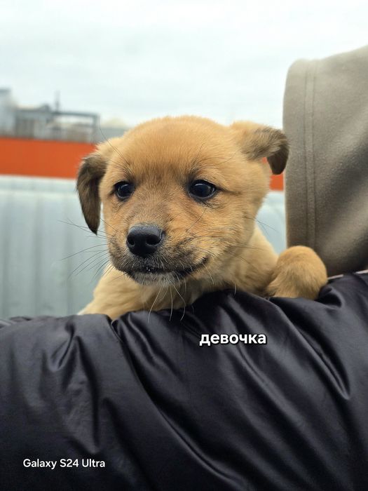 Милые сестрички лисички