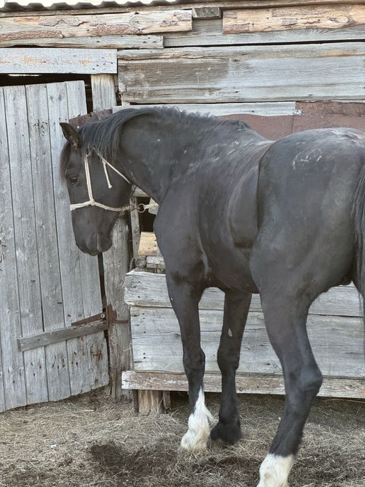 Продам айгыр жеребец