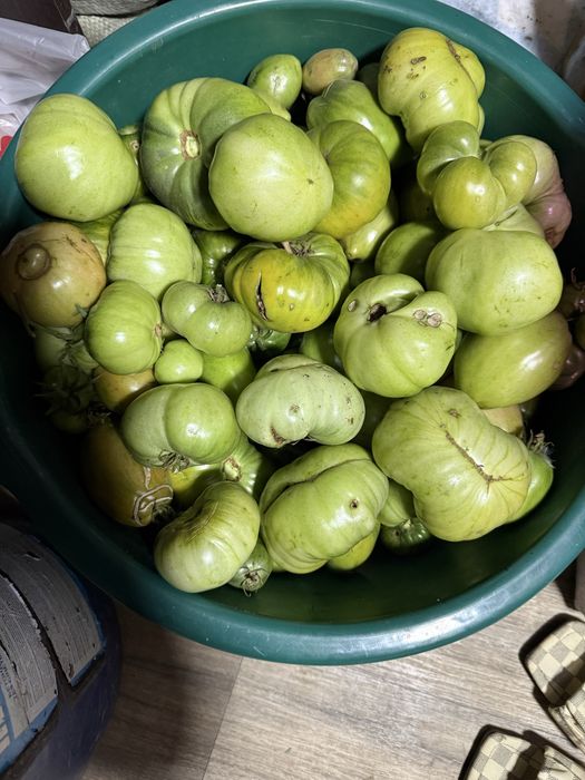 Продам зелёные помидоры домашние