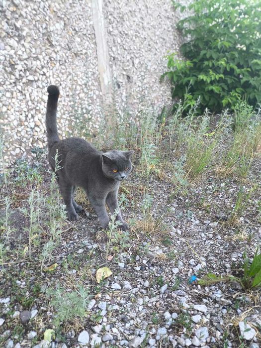 Котик Британской породы
