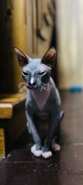 Канадский сфинкс,Девочка
