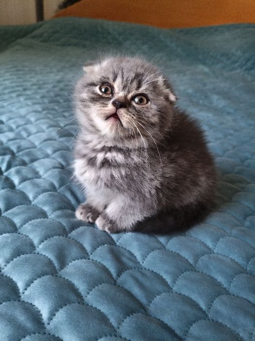 Британски котенца