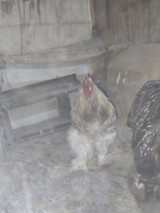 Продам петуха Конхинхин