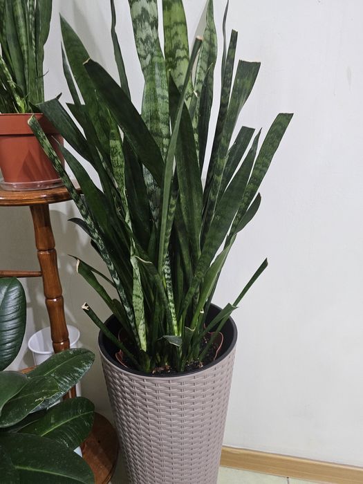 Продам комнатные цветы