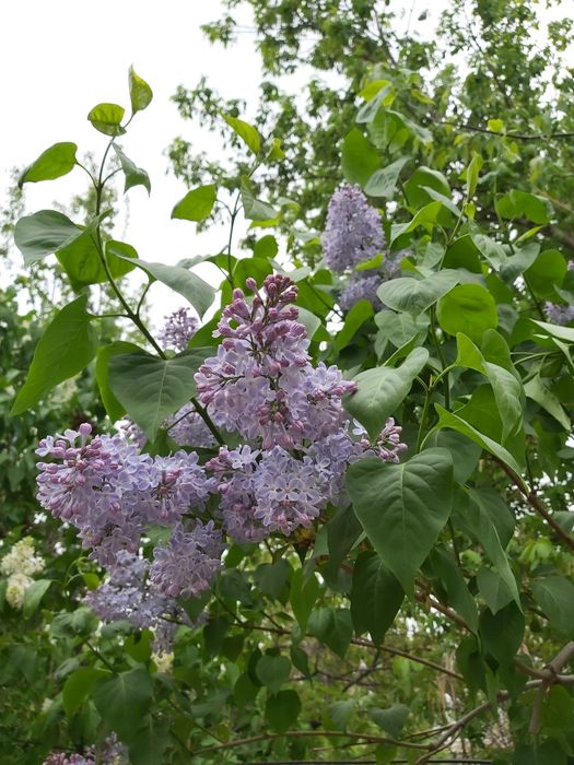 Сирени букет из сирени