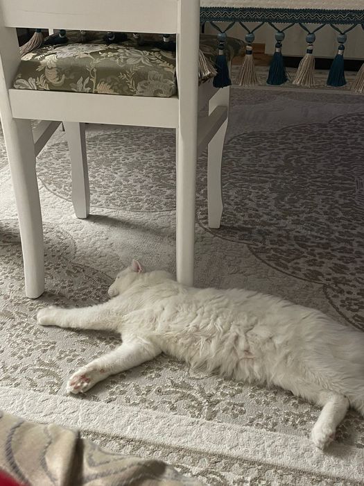 Отдам кота в добрые руки