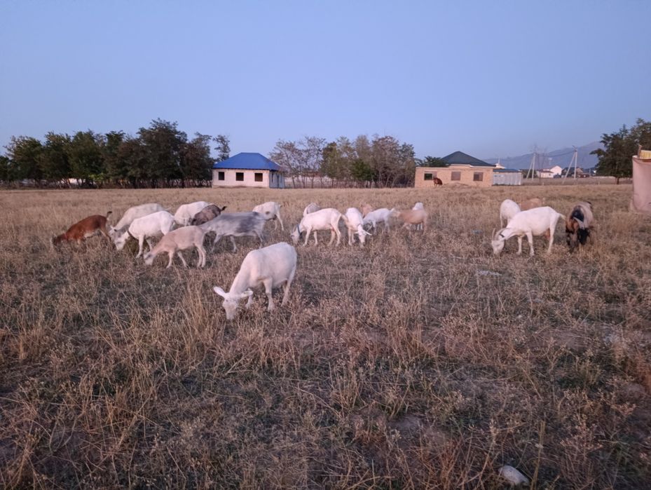 Сүтті ешкілер сатылады