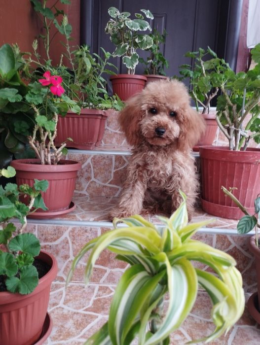 Мини Пудел Той Пудел.