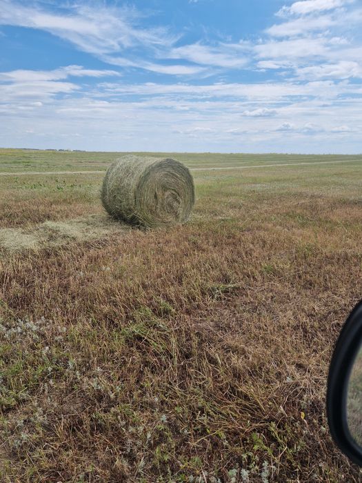 Продам сено в рулонах