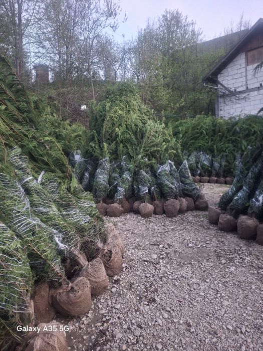 Vând tuia leylandii chiparos la oferta