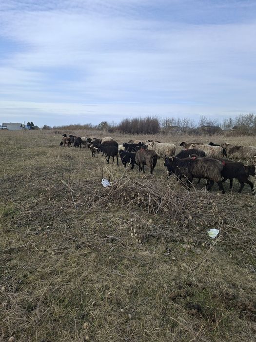 Овцы. Бараны. Қойлар.