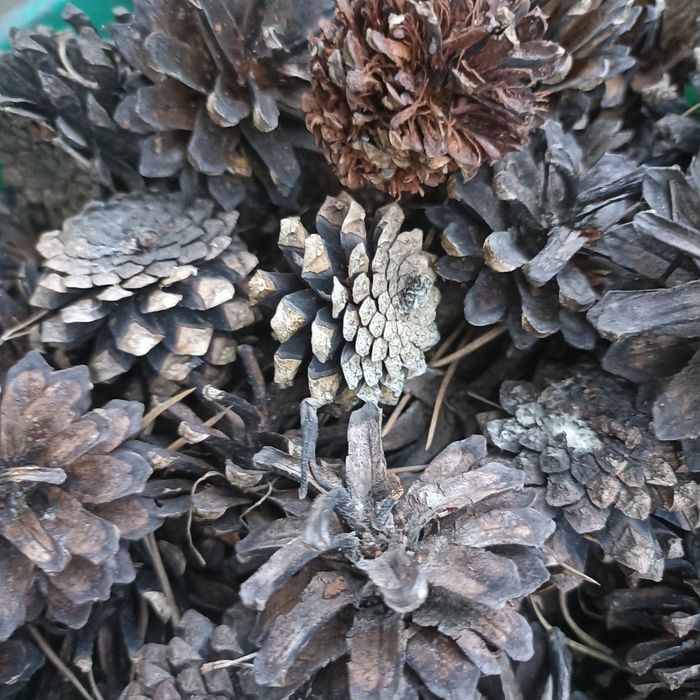 Продам шишки сухие