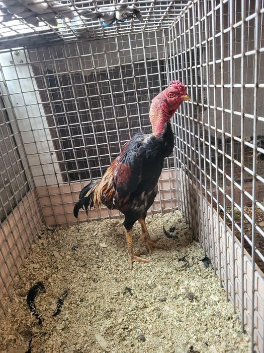 Сатамын кораз 50 000