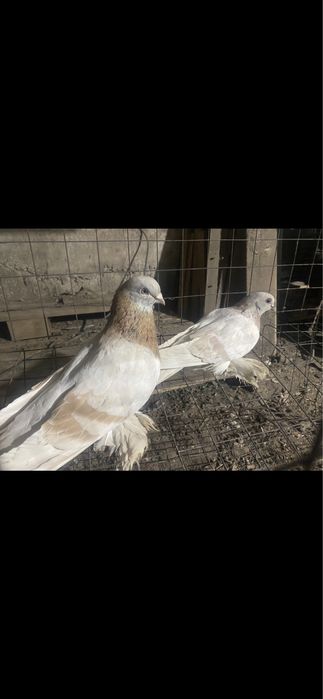 Тасманы и сиреневые с игрой есть с греблей