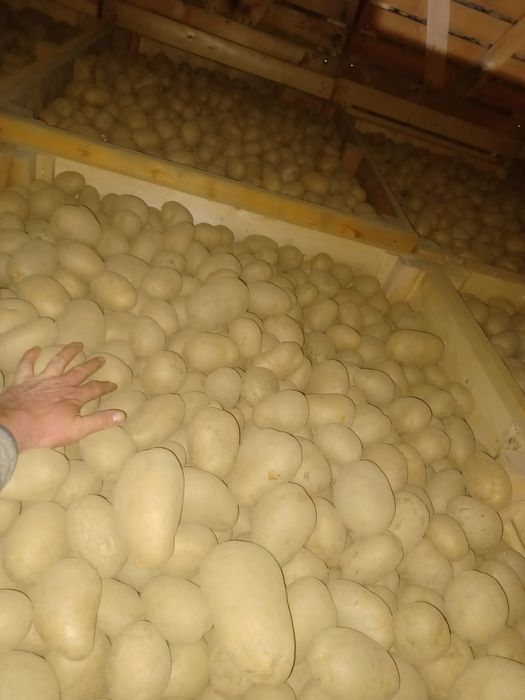 Cartofi extra 60+