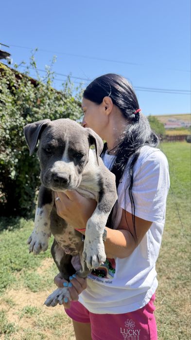 American bully xl