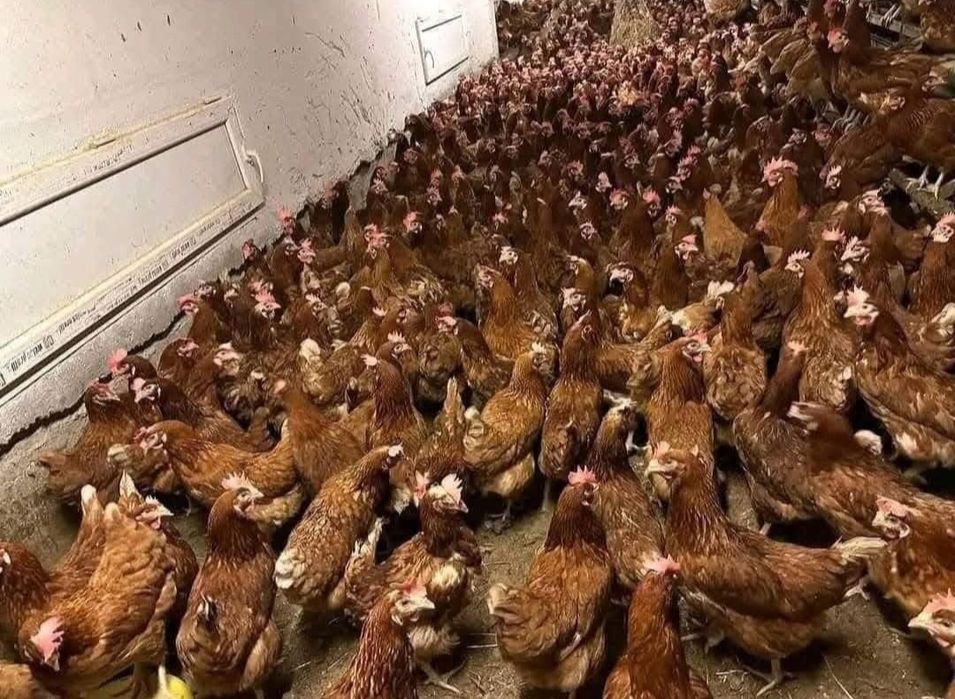 Gaini rosii outoare Isa Brown