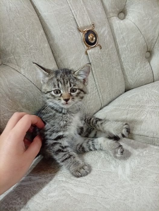 Котяла 1.5 месяца