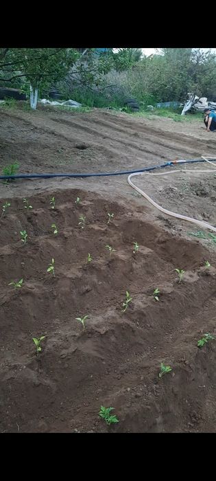 Продам дачу со Агротехснаб