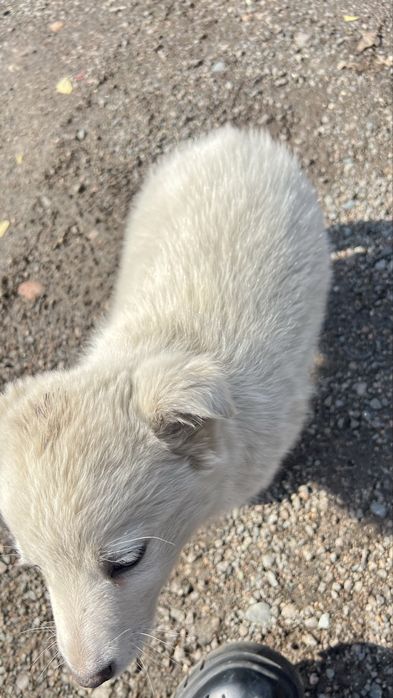 Сабака     белая