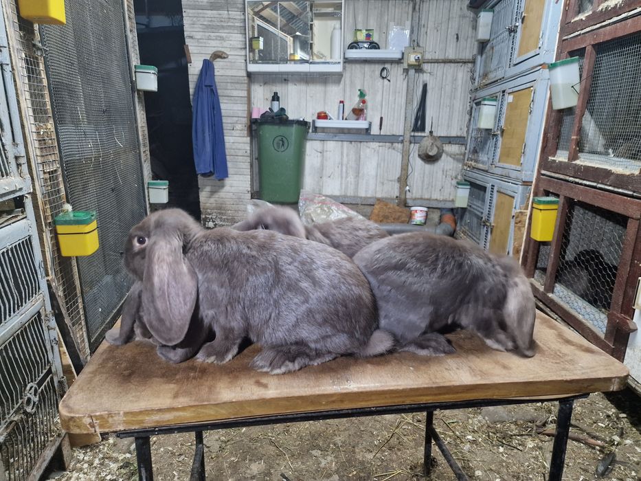 Iepuri Berbec German