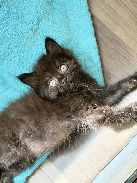 Котята ищут добрый руки
