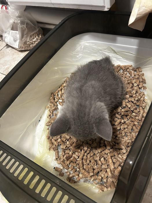 Продам  котенка за 15000 .