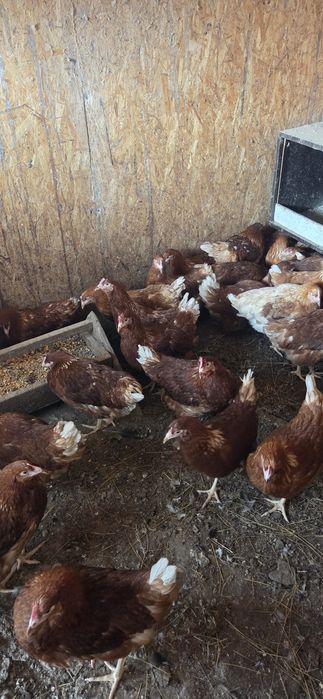 Куры ломан браун.