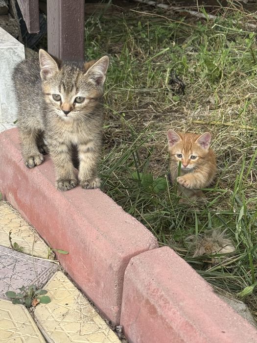 Отдам котенка 1,5 мес