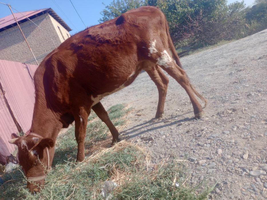 Sigir bug‘o‘z 6 oylik, 2-qirin.