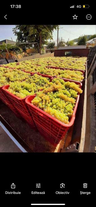 Struguri de vin PRODUCATOR