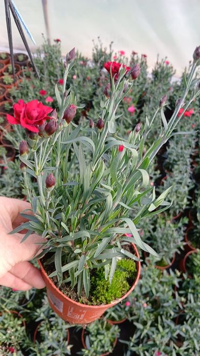 Flori Muscate,Dalia ,Begonia