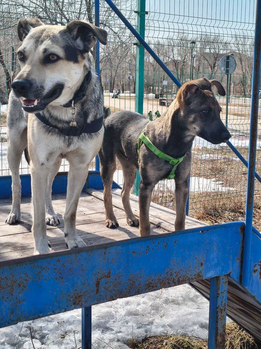 Красивая собачка в надёжные руки