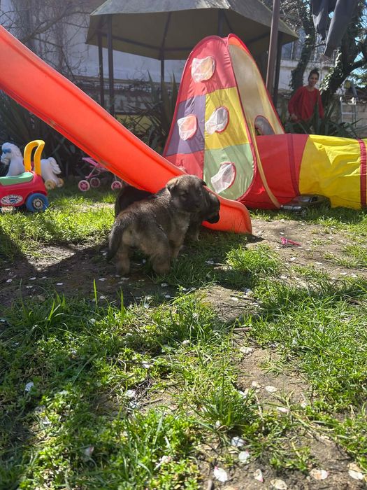 Подарявам кученца,баща -хъски,майка -немска овчарка.