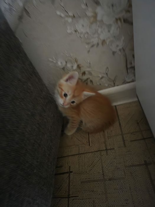 Отдам даром котят