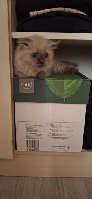 Котенок девочка пушистая