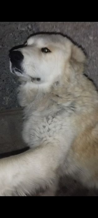 Alabay zotli boribosar sotiladi!!! 6 oylik aqilli